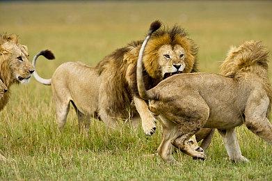 《天国：拯救2》全新截图公布 前作狩猎机制将回归